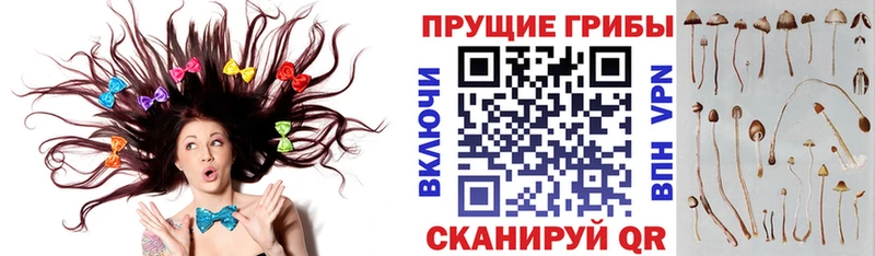 где купить наркоту ссылка на мегу ONION Псилоцибиновые грибы Psilocybine cubensis Кола